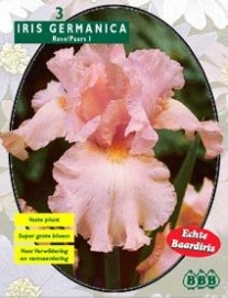 Iris Germanica, roze