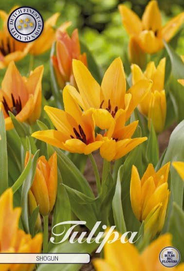 Tulipa Specie Preastans Shogun