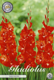 Gladiolus Traderhorn