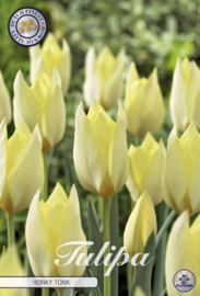 Tulipa Specie Honky Tonk