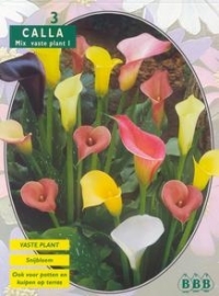 Calla Zantedeschia Gemengd