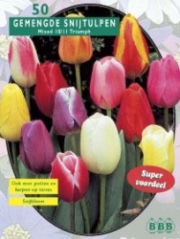 Tulipa Darwin mixed