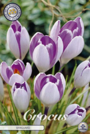Crocus Vernus Vanguard