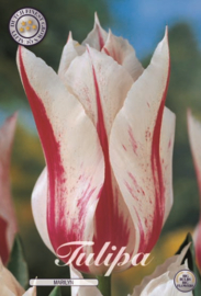 Tulipa Lilyflowering Marilyn