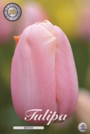 Tulipa Single Late Menton