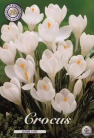 Crocus Vernus Jeanne D'Arc