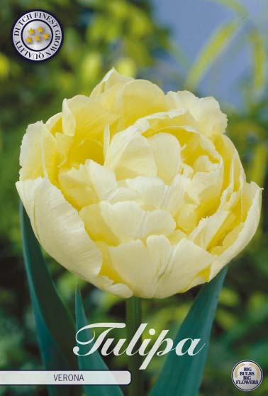 Tulipa double early Verona