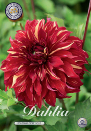Dahlia Decorative Bohemian Spartacus