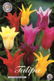 Tulipa Leliebloemig, Mix