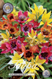 Tulipa Specie mix