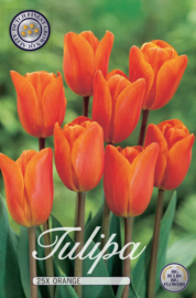 Tulipa Triumph Orange