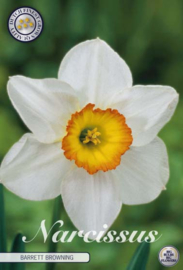 Narcis Trumpet Barret Browning