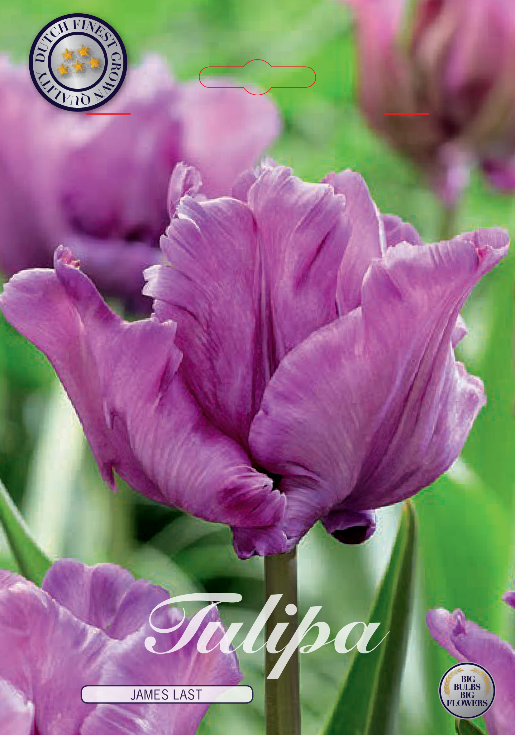 Tulipa Parrot James Last