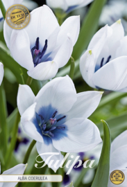 Tulipa Specie Alba Coerulea