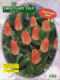 Tulipa Sweet Lady