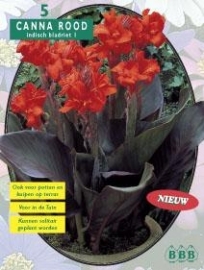 Canna donkerroodblad, Rood