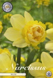 Narcis Double Milena