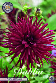 Dahlia Cactus Black Narcissus