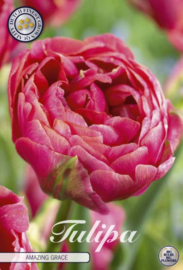 Tulipa Double Late Amazing Grace