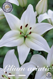 Lilium Asiatic White