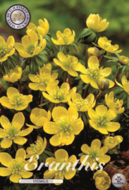 Eranthis Cilicica