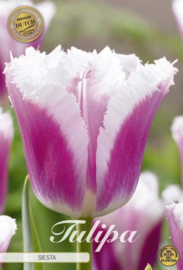 Tulipa Fringed Siesta