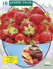 Strawberry Polka