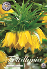 Fritillaria Imperialis Lutea