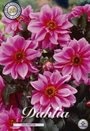 Dahlia Border Fascination