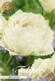 Tulipa Fringed Double Snow Crystal