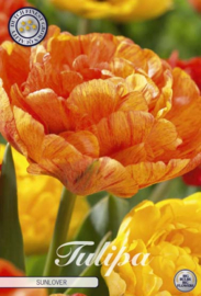 Tulipa Double Late Sunlover