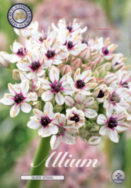 Allium Silverspring