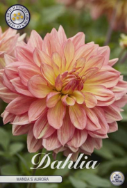 Dahlia Decoratief Wanda's Aurora