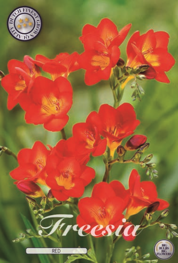 Freesia single red