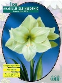 Amaryllis Hippeastrum Lemon Star Smallflowered