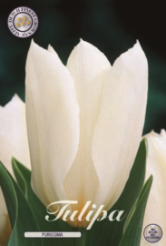 Tulipa Fosteriana Purissima