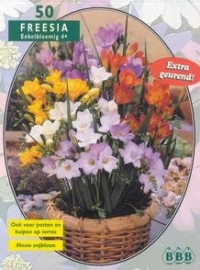 Freesia Singleflowered Mixed