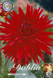 Dahlia Cactus Berger`s Record