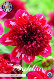 Dahlia Anemone Speech