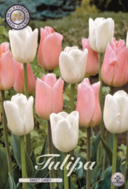 Tulipa Garden Sweet Candy