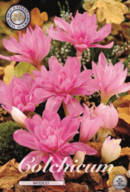 Colchicum Waterlily