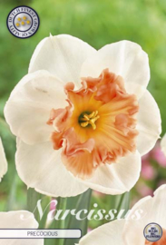 Narcis Trumpet Precocious