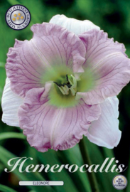 Hemerocallis Eleonore