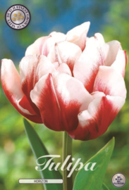 Tulipa Horizon