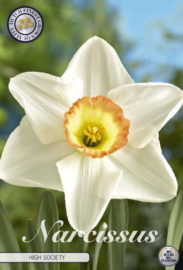 Narcis Trumpet High Society
