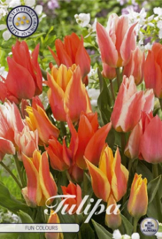 Tulipa Greigii Fun Colours