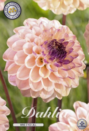 Dahlia Decoratief Wine Eyed Jill