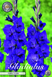 Gladiolus Purple Flora
