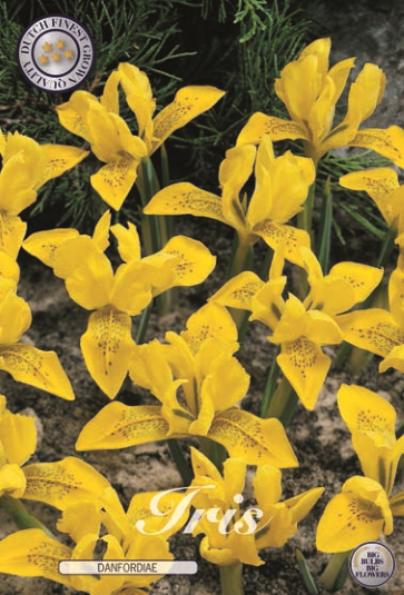Iris Danfordiae