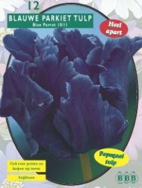 Tulipa Blue Parrot, Parkiet